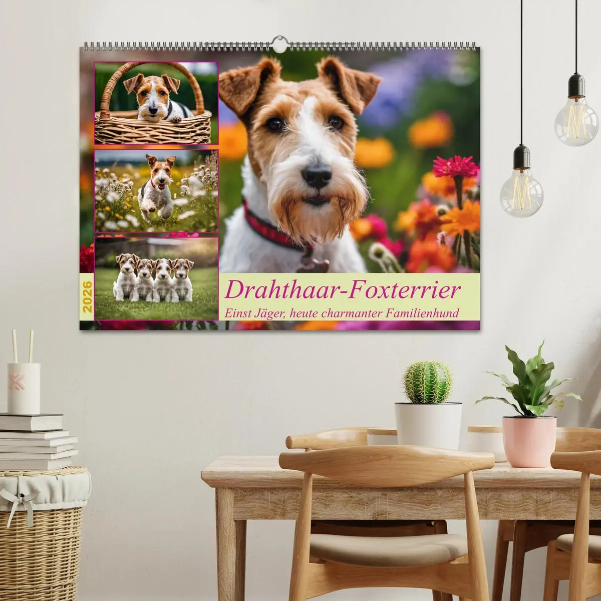 Bild: 9783457403570 | Drahthaar-Foxterrier (Wandkalender 2026 DIN A2 quer), CALVENDO...