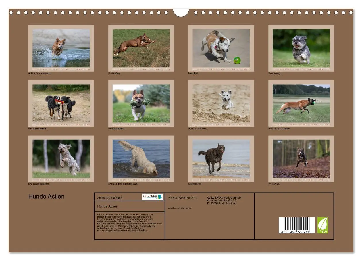 Bild: 9783457553770 | Hunde Action (Wandkalender 2026 DIN A3 quer), CALVENDO Monatskalender