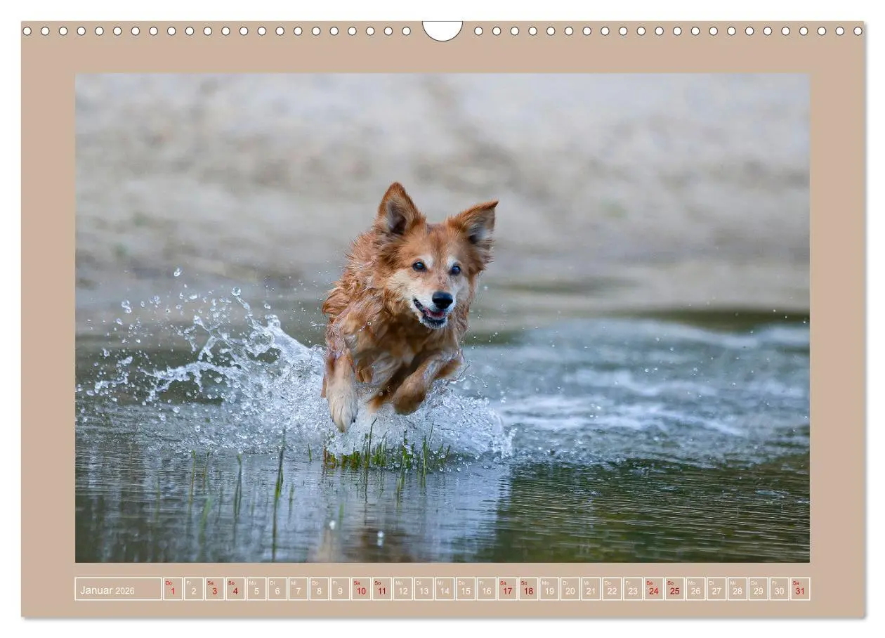 Bild: 9783457553770 | Hunde Action (Wandkalender 2026 DIN A3 quer), CALVENDO Monatskalender