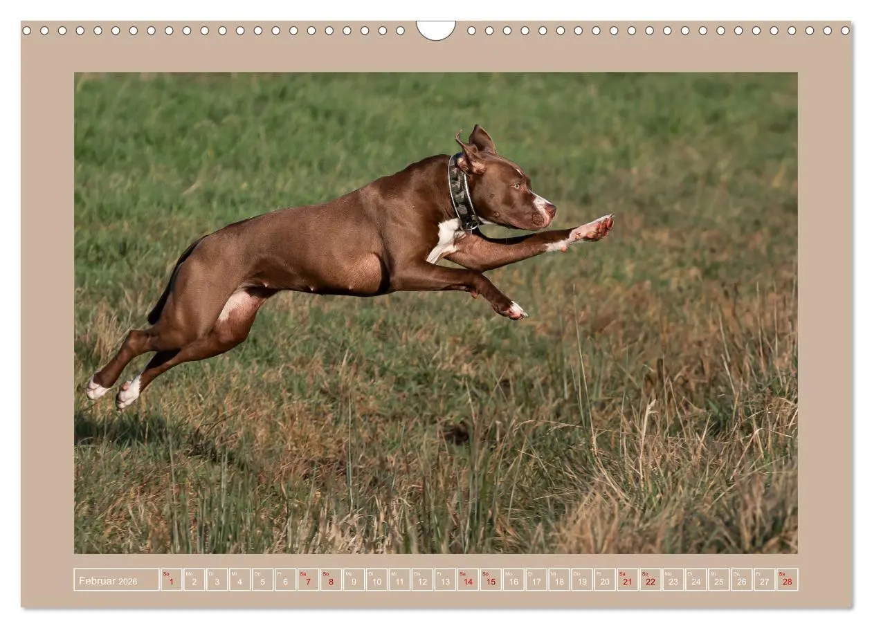 Bild: 9783457553770 | Hunde Action (Wandkalender 2026 DIN A3 quer), CALVENDO Monatskalender