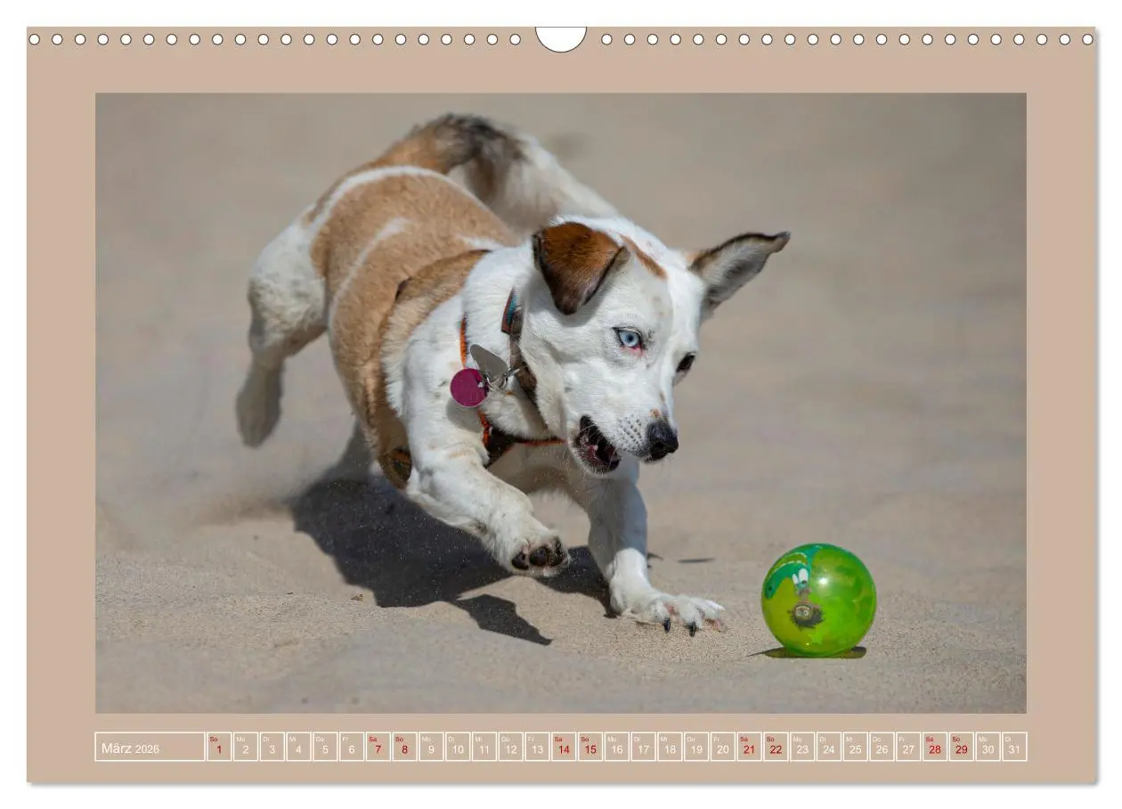 Bild: 9783457553770 | Hunde Action (Wandkalender 2026 DIN A3 quer), CALVENDO Monatskalender