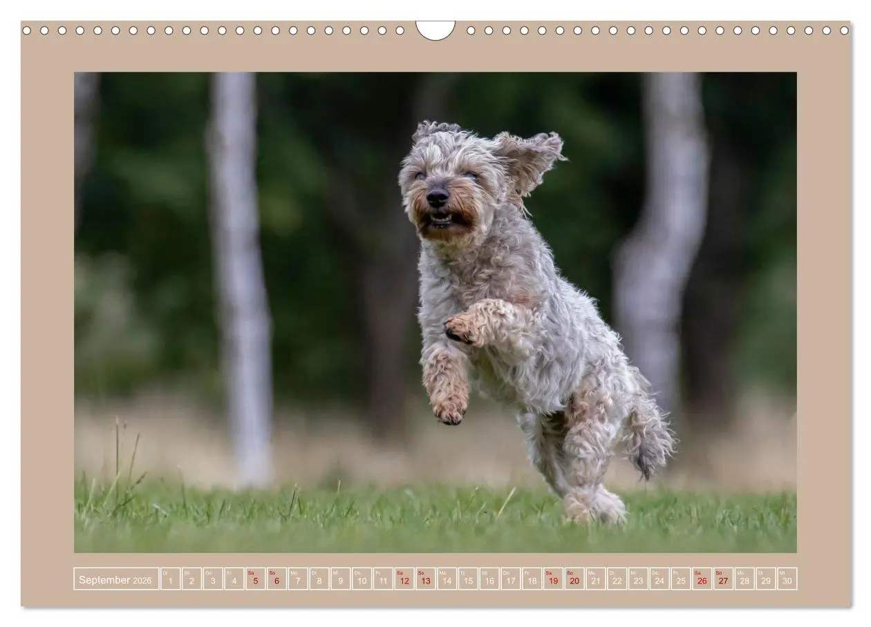 Bild: 9783457553770 | Hunde Action (Wandkalender 2026 DIN A3 quer), CALVENDO Monatskalender