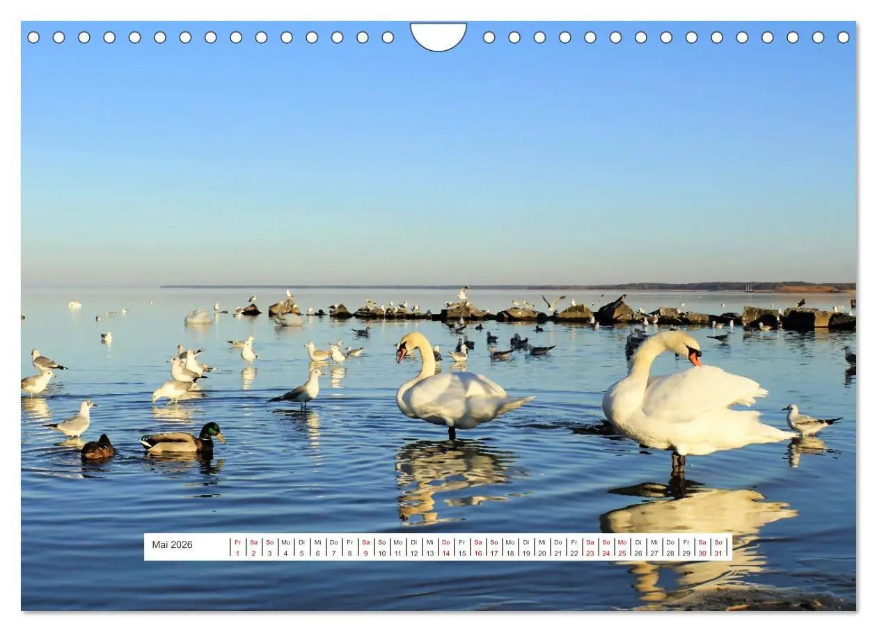 Bild: 9783457623770 | Region Ueckermünde (Wandkalender 2026 DIN A4 quer), CALVENDO...