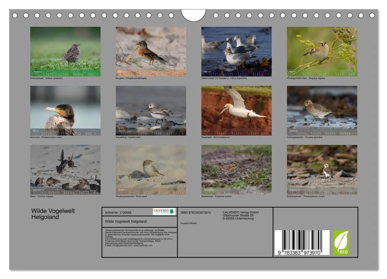 Bild: 9783383973970 | Wilde Vogelwelt Helgoland (Wandkalender 2025 DIN A4 quer), CALVENDO...