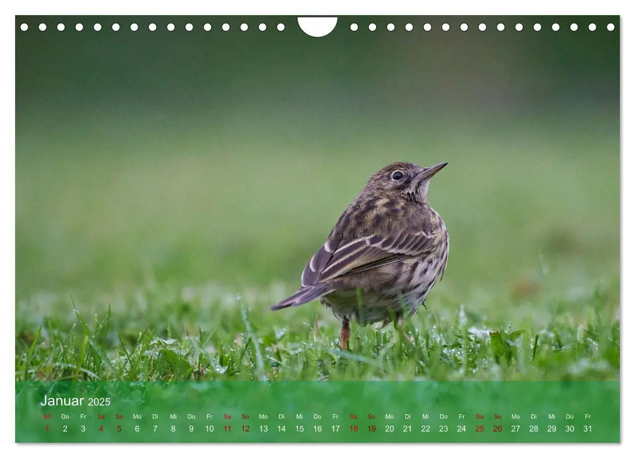 Bild: 9783383973970 | Wilde Vogelwelt Helgoland (Wandkalender 2025 DIN A4 quer), CALVENDO...