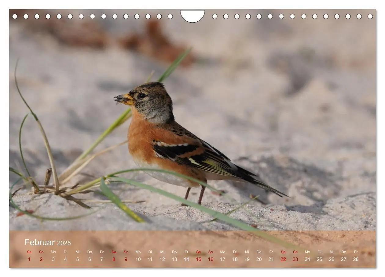 Bild: 9783383973970 | Wilde Vogelwelt Helgoland (Wandkalender 2025 DIN A4 quer), CALVENDO...