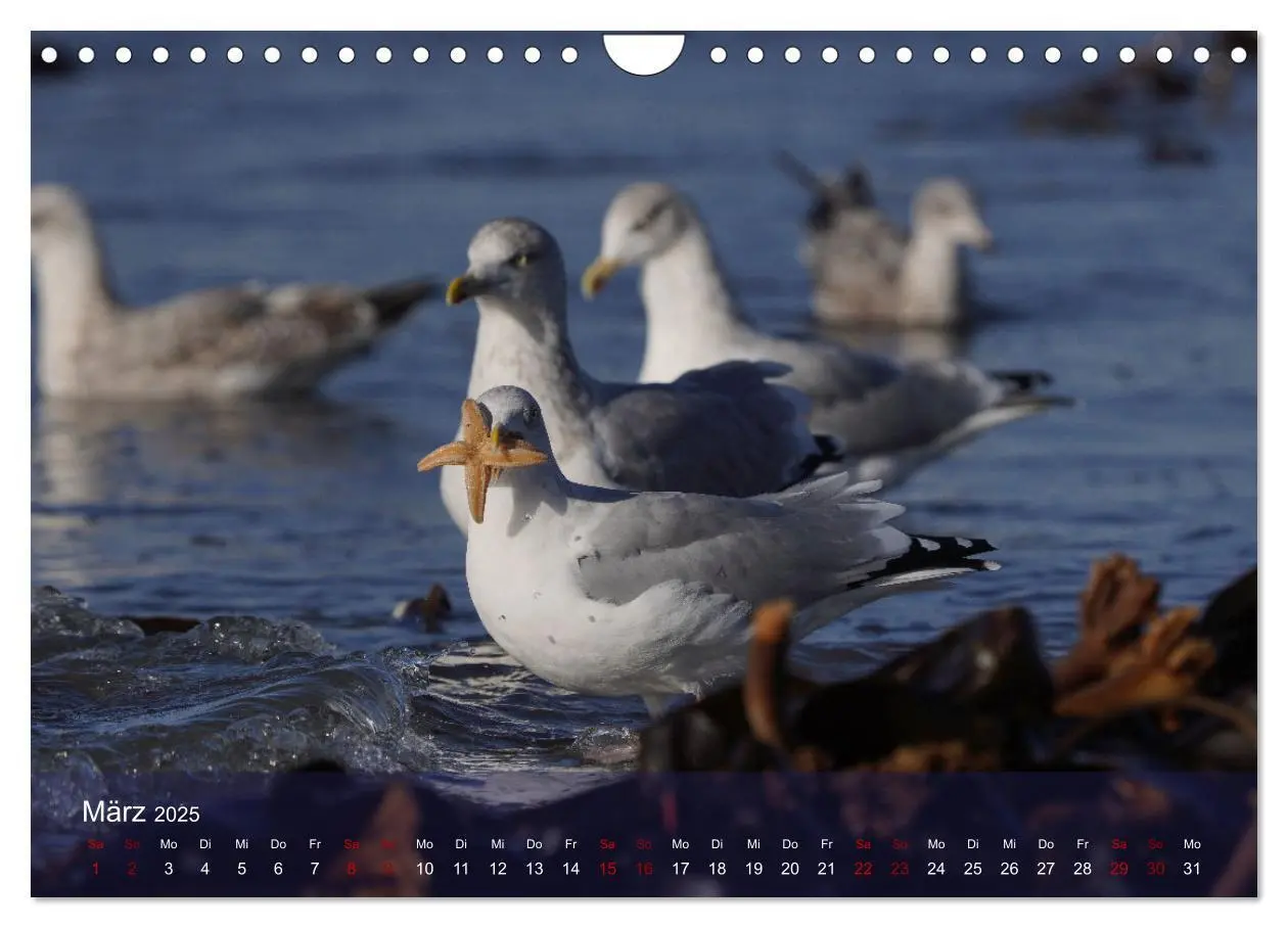 Bild: 9783383973970 | Wilde Vogelwelt Helgoland (Wandkalender 2025 DIN A4 quer), CALVENDO...