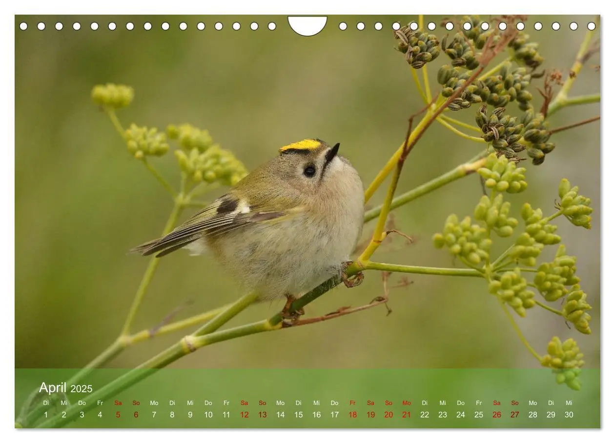 Bild: 9783383973970 | Wilde Vogelwelt Helgoland (Wandkalender 2025 DIN A4 quer), CALVENDO...