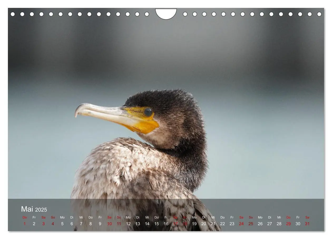 Bild: 9783383973970 | Wilde Vogelwelt Helgoland (Wandkalender 2025 DIN A4 quer), CALVENDO...