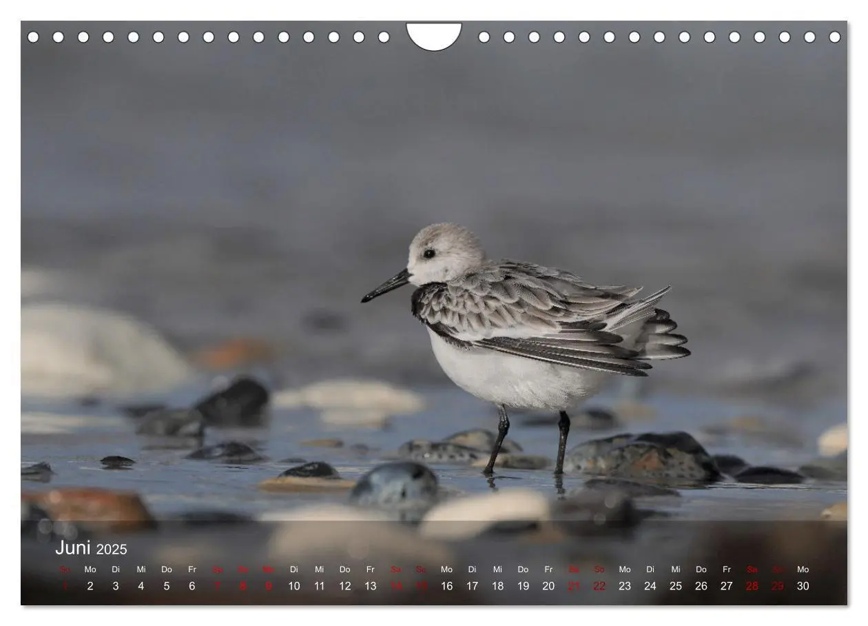 Bild: 9783383973970 | Wilde Vogelwelt Helgoland (Wandkalender 2025 DIN A4 quer), CALVENDO...