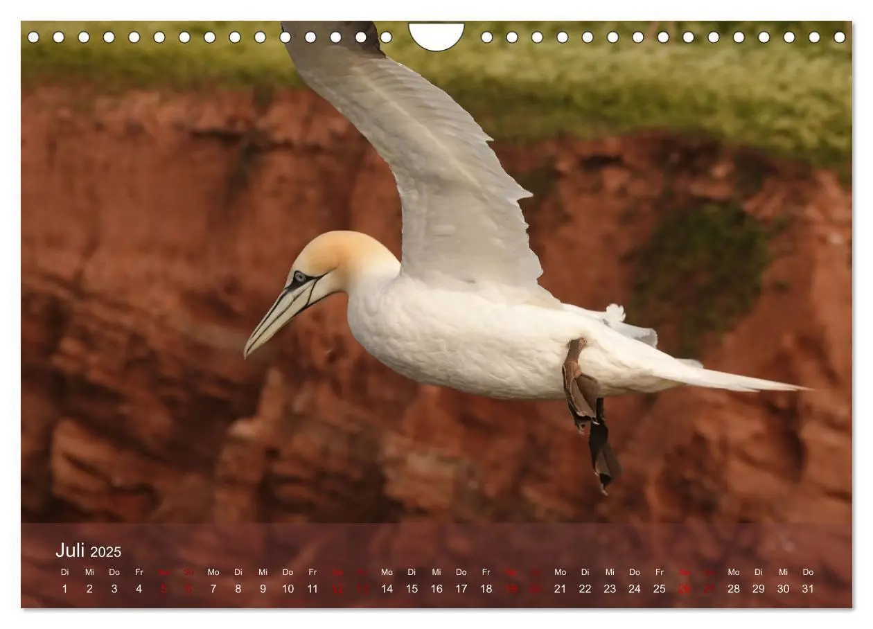 Bild: 9783383973970 | Wilde Vogelwelt Helgoland (Wandkalender 2025 DIN A4 quer), CALVENDO...