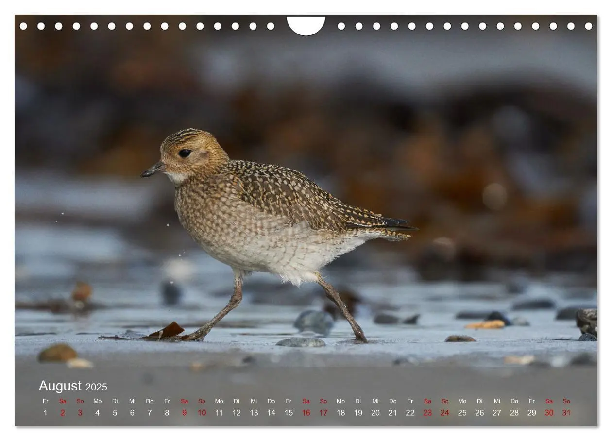 Bild: 9783383973970 | Wilde Vogelwelt Helgoland (Wandkalender 2025 DIN A4 quer), CALVENDO...