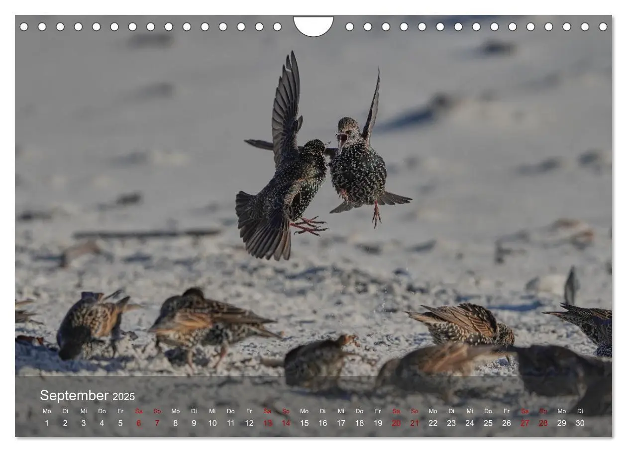 Bild: 9783383973970 | Wilde Vogelwelt Helgoland (Wandkalender 2025 DIN A4 quer), CALVENDO...