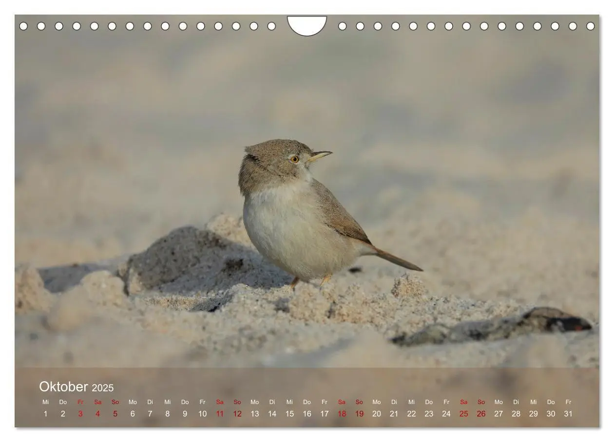 Bild: 9783383973970 | Wilde Vogelwelt Helgoland (Wandkalender 2025 DIN A4 quer), CALVENDO...