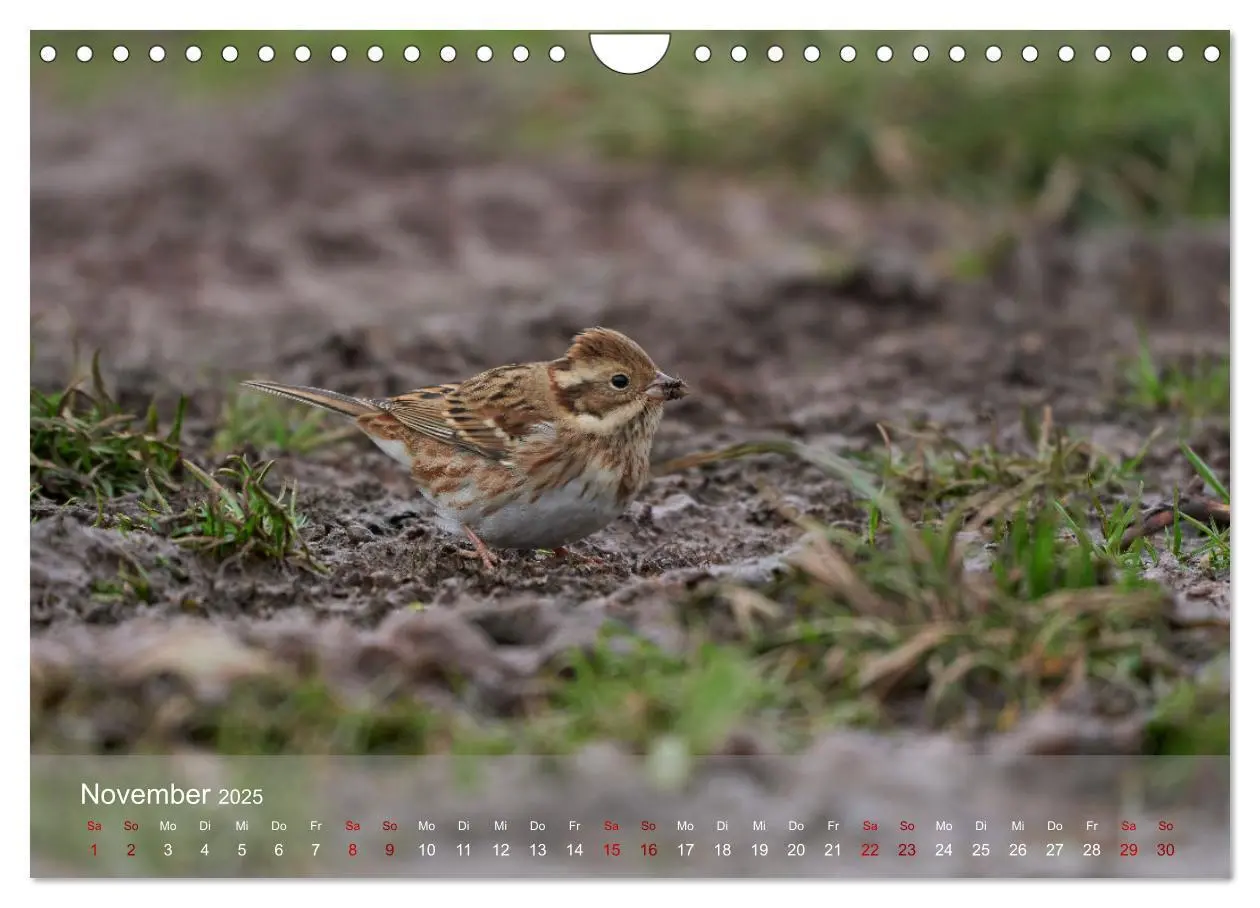 Bild: 9783383973970 | Wilde Vogelwelt Helgoland (Wandkalender 2025 DIN A4 quer), CALVENDO...