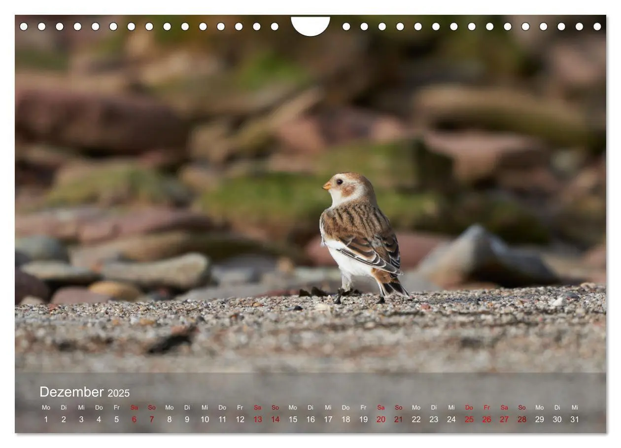Bild: 9783383973970 | Wilde Vogelwelt Helgoland (Wandkalender 2025 DIN A4 quer), CALVENDO...