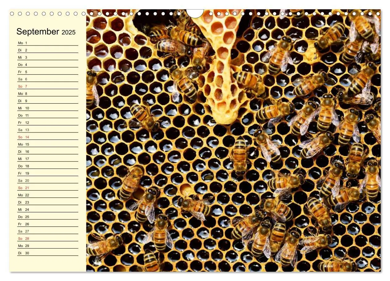 Bild: 9783435513970 | Fleißige Bienen. Von der Blüte bis zum Honig (Wandkalender 2025 DIN...