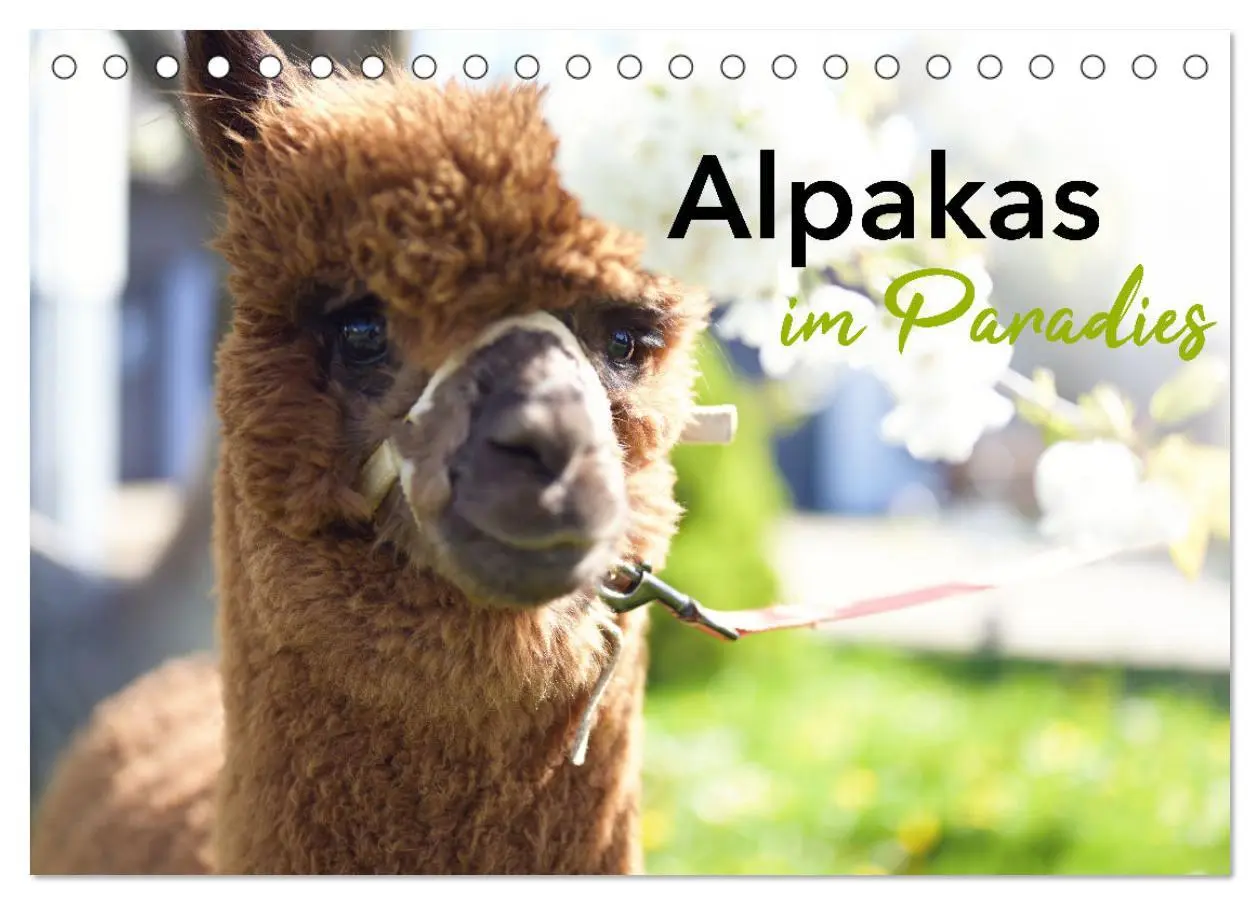 Cover: 9783457354070 | Alpakas im Paradies (Tischkalender 2026 DIN A5 quer), CALVENDO...