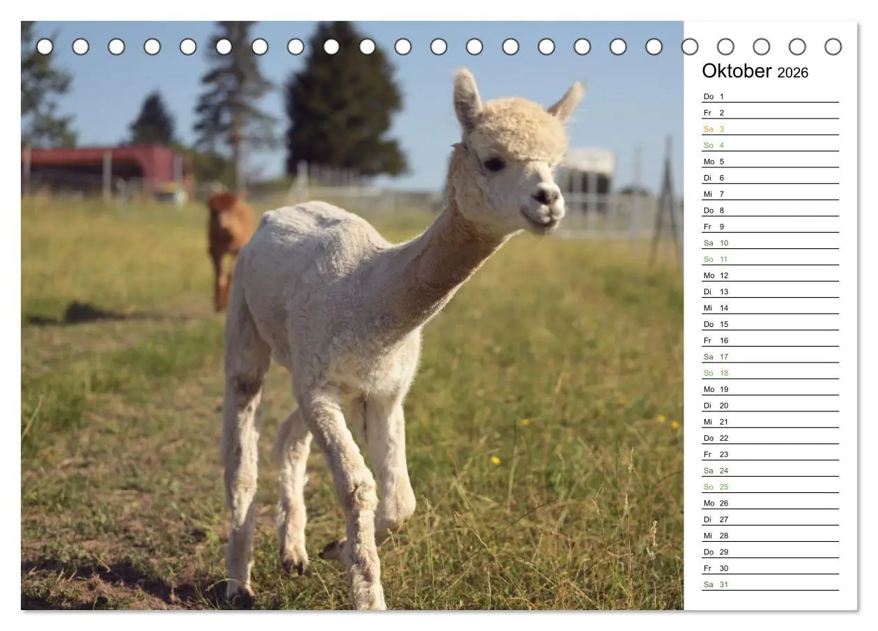 Bild: 9783457354070 | Alpakas im Paradies (Tischkalender 2026 DIN A5 quer), CALVENDO...