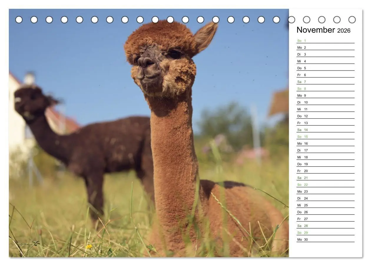 Bild: 9783457354070 | Alpakas im Paradies (Tischkalender 2026 DIN A5 quer), CALVENDO...