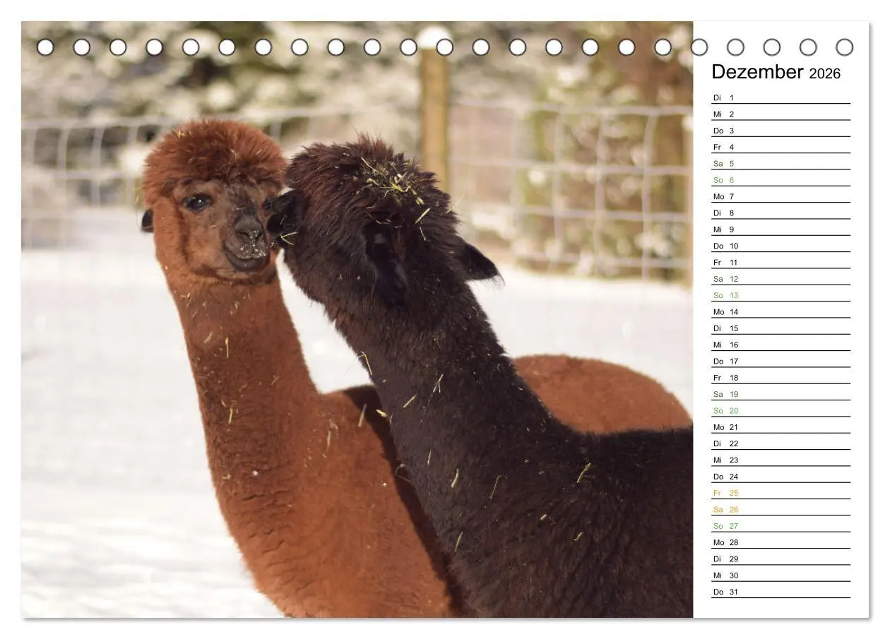 Bild: 9783457354070 | Alpakas im Paradies (Tischkalender 2026 DIN A5 quer), CALVENDO...