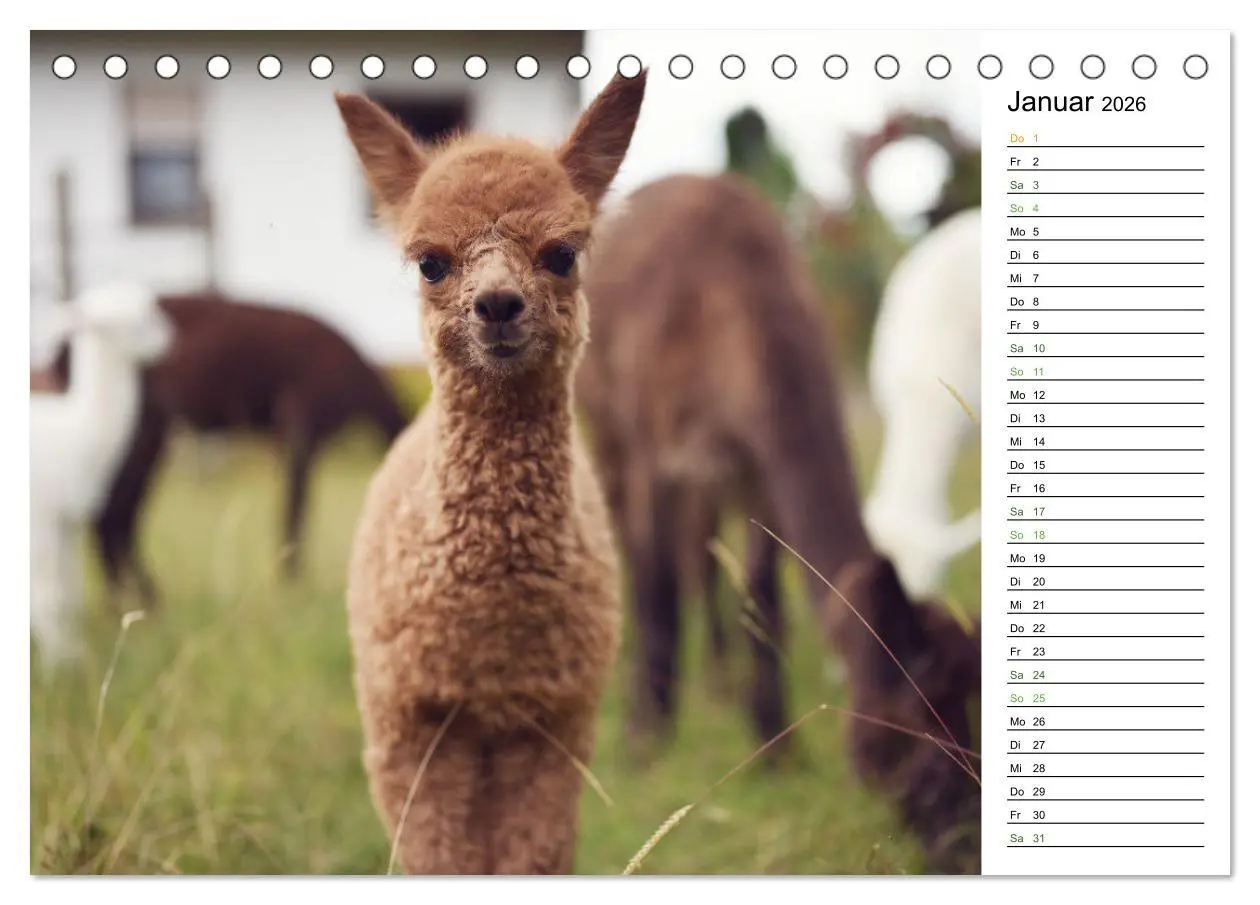 Bild: 9783457354070 | Alpakas im Paradies (Tischkalender 2026 DIN A5 quer), CALVENDO...