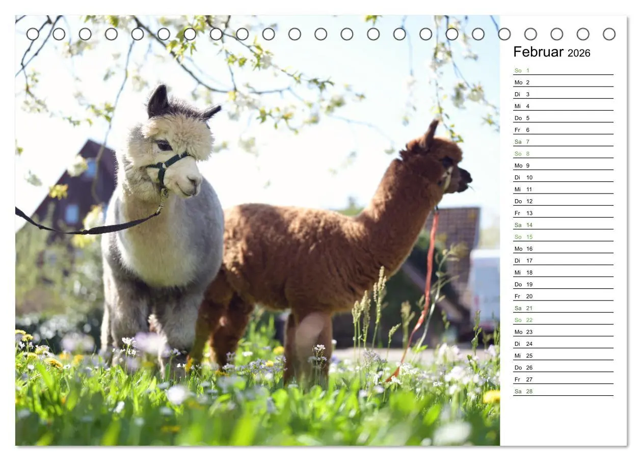 Bild: 9783457354070 | Alpakas im Paradies (Tischkalender 2026 DIN A5 quer), CALVENDO...
