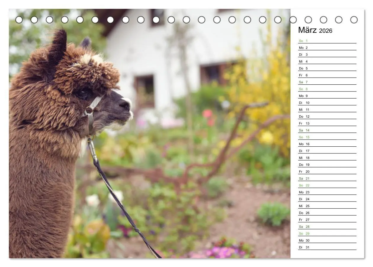 Bild: 9783457354070 | Alpakas im Paradies (Tischkalender 2026 DIN A5 quer), CALVENDO...