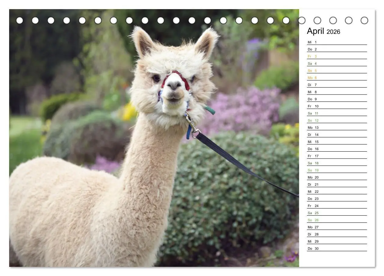 Bild: 9783457354070 | Alpakas im Paradies (Tischkalender 2026 DIN A5 quer), CALVENDO...