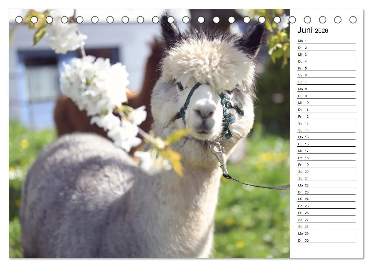 Bild: 9783457354070 | Alpakas im Paradies (Tischkalender 2026 DIN A5 quer), CALVENDO...