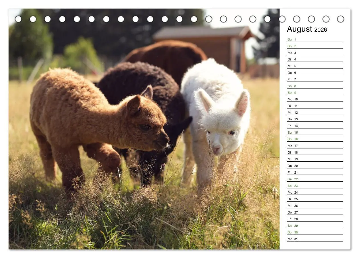Bild: 9783457354070 | Alpakas im Paradies (Tischkalender 2026 DIN A5 quer), CALVENDO...