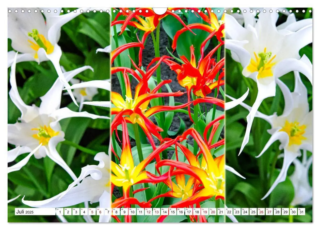 Bild: 9783435324170 | Tulpen - kunterbunte Collagen (Wandkalender 2025 DIN A3 quer),...