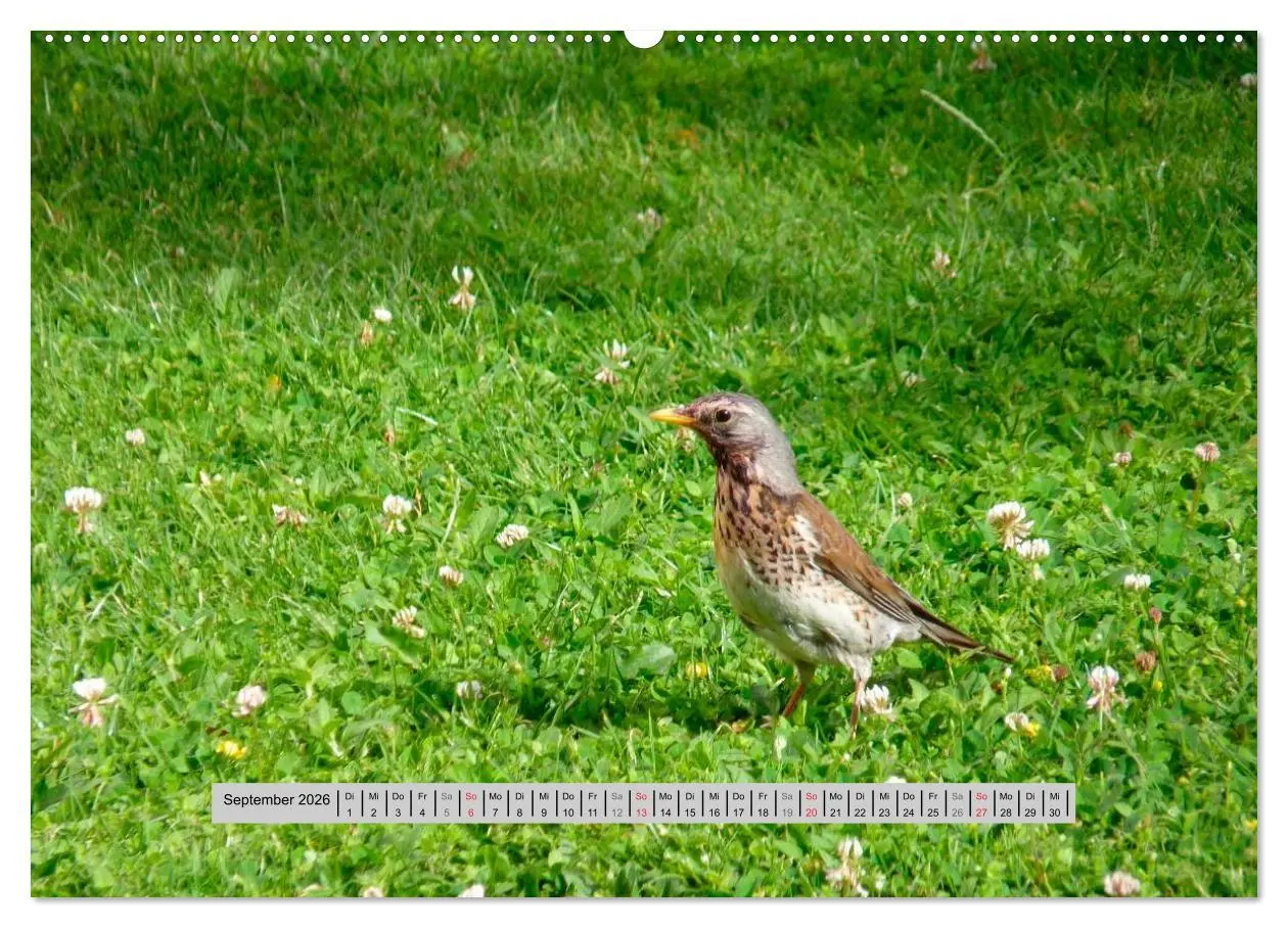 Bild: 9783516054170 | Perlen des Westerwaldes (hochwertiger Premium Wandkalender 2026 DIN...