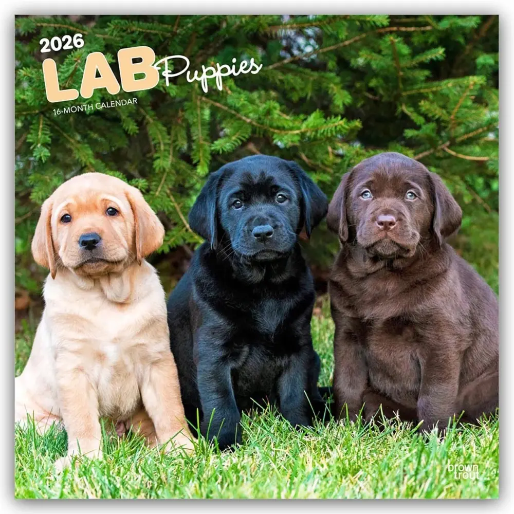 Cover: 9798330704170 | Labrador Retriever Puppies 2026 12 X 24 Inch (Hanging) Monthly...