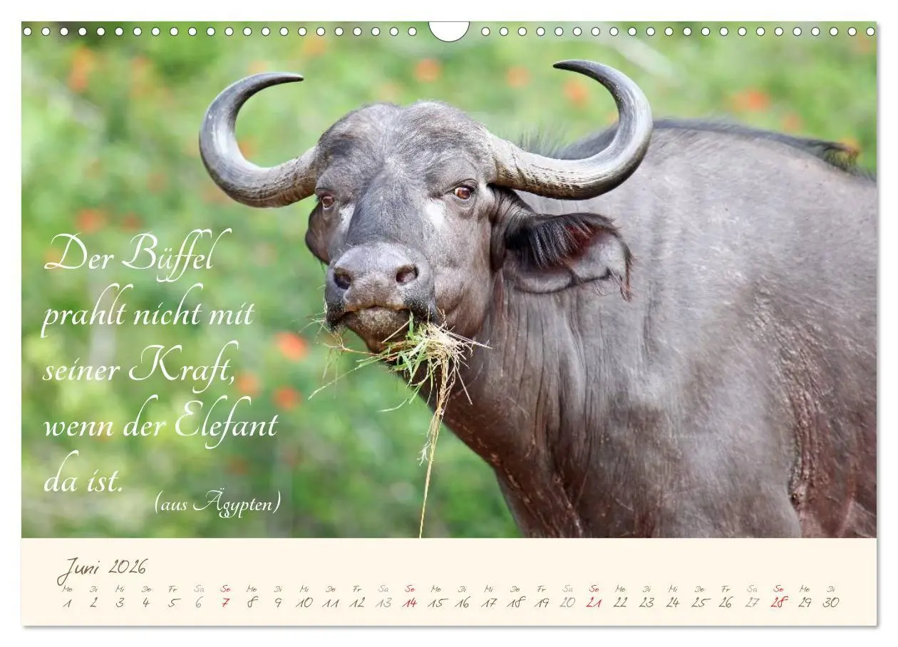 Bild: 9783457944370 | AFRIKA mit einem Hauch von Poesie (Wandkalender 2026 DIN A3 quer),...