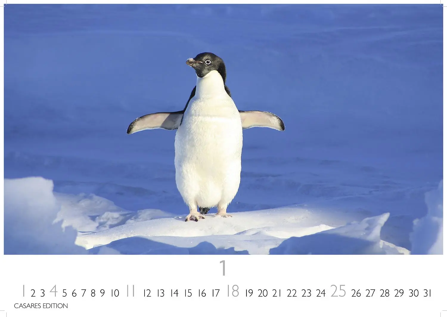 Bild: 9781835244470 | Pinguine Kalender 2026 - Wandkalender Fotokalender Tier 24x35cm ....