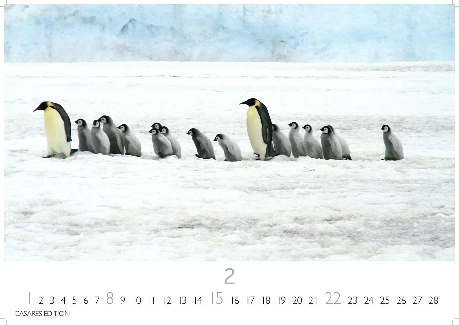 Bild: 9781835244470 | Pinguine Kalender 2026 - Wandkalender Fotokalender Tier 24x35cm ....
