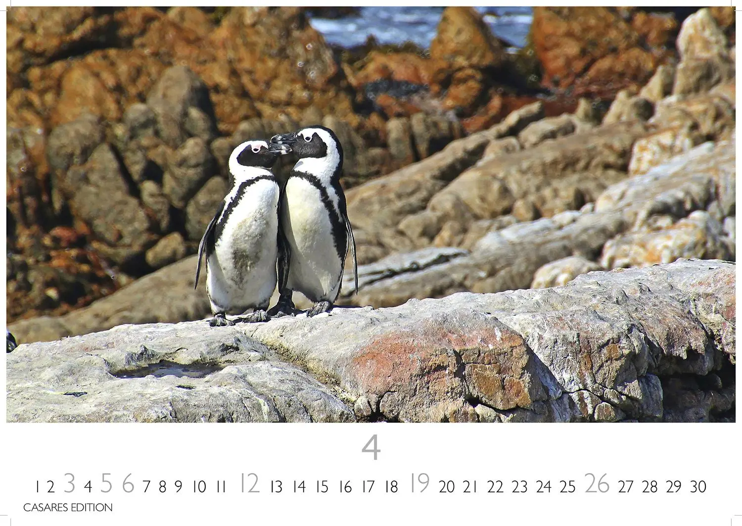 Bild: 9781835244470 | Pinguine Kalender 2026 - Wandkalender Fotokalender Tier 24x35cm ....