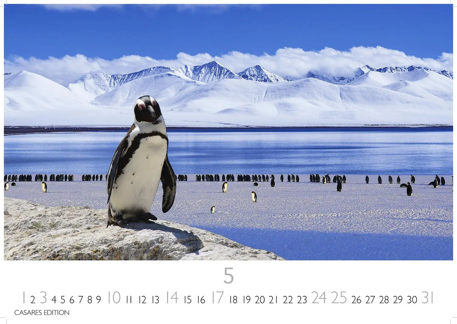 Bild: 9781835244470 | Pinguine Kalender 2026 - Wandkalender Fotokalender Tier 24x35cm ....