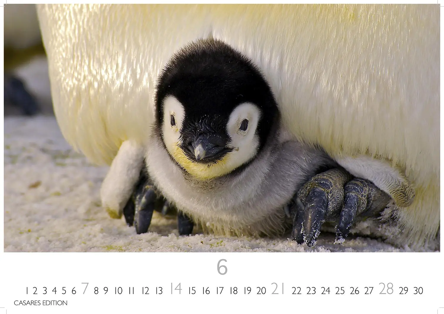 Bild: 9781835244470 | Pinguine Kalender 2026 - Wandkalender Fotokalender Tier 24x35cm ....