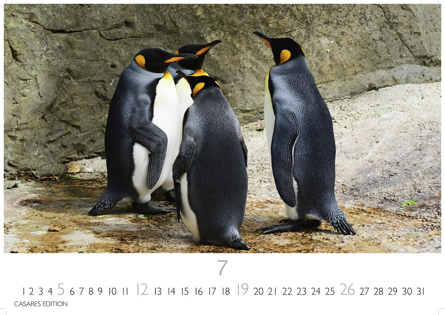 Bild: 9781835244470 | Pinguine Kalender 2026 - Wandkalender Fotokalender Tier 24x35cm ....