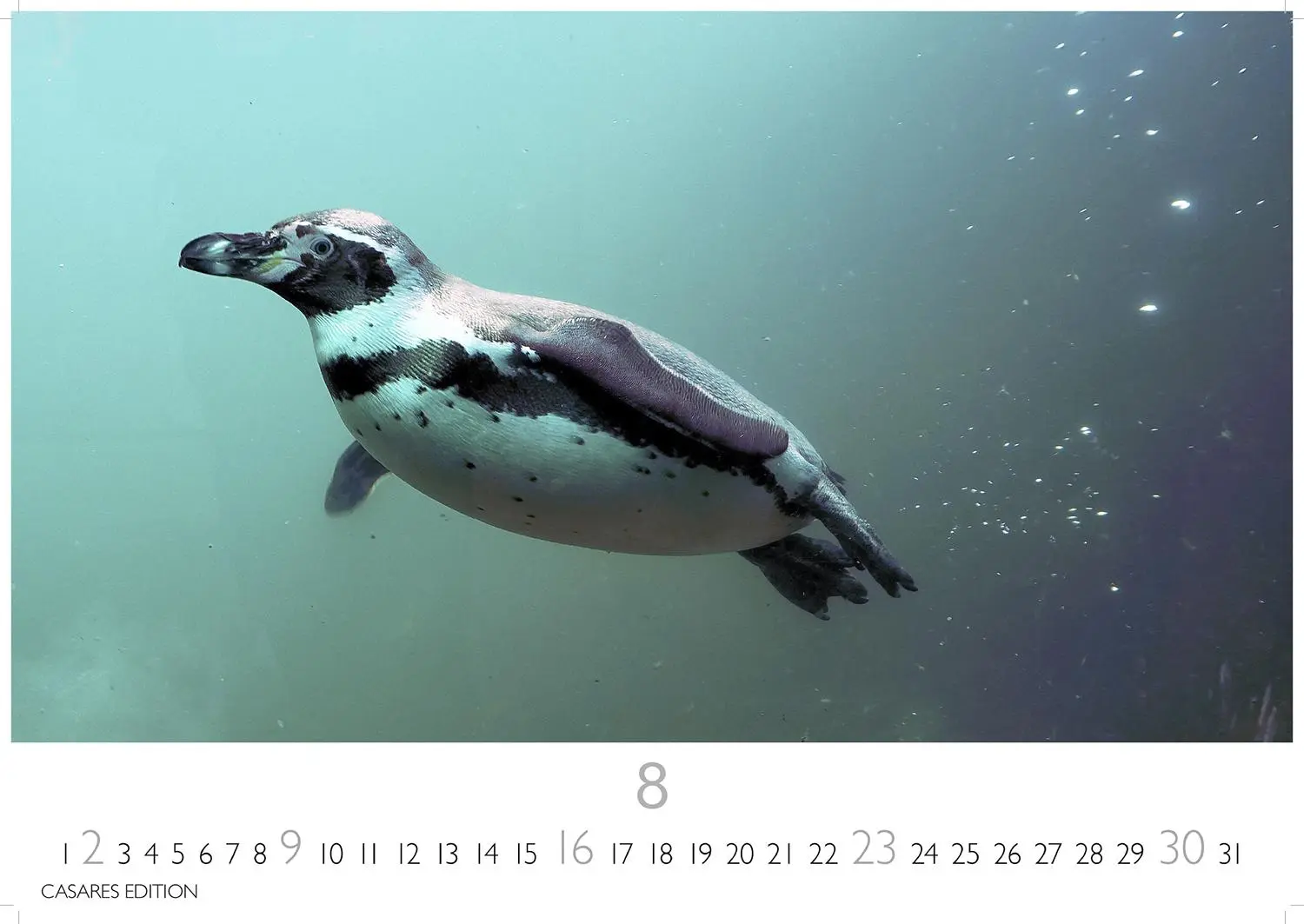 Bild: 9781835244470 | Pinguine Kalender 2026 - Wandkalender Fotokalender Tier 24x35cm ....