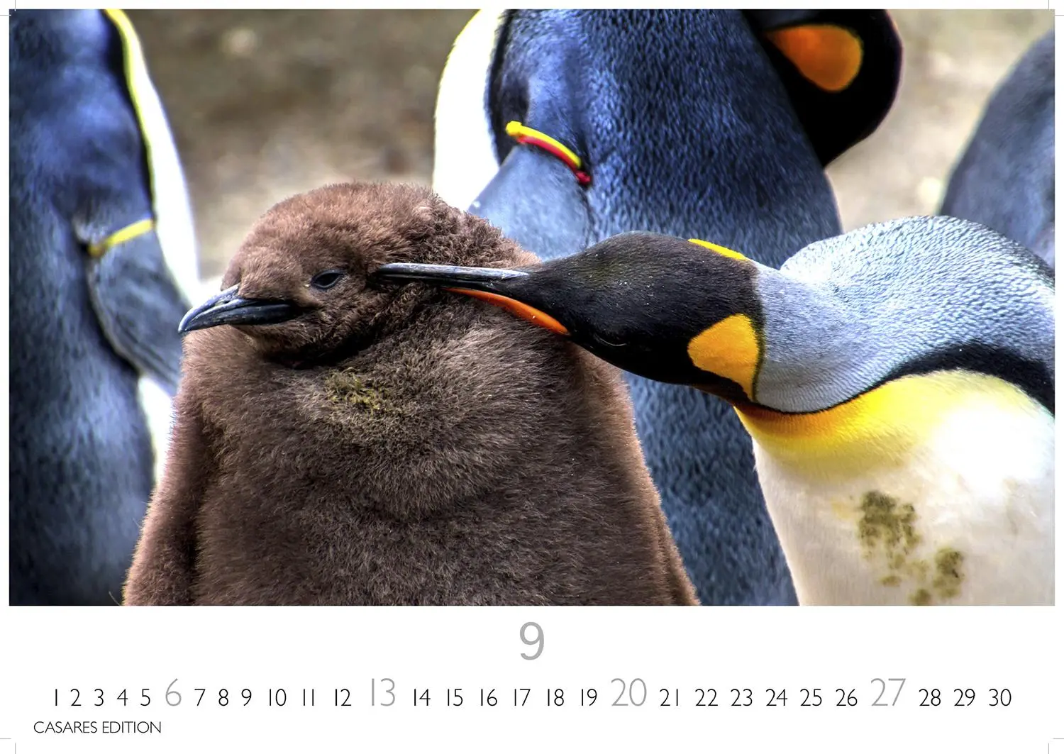 Bild: 9781835244470 | Pinguine Kalender 2026 - Wandkalender Fotokalender Tier 24x35cm ....