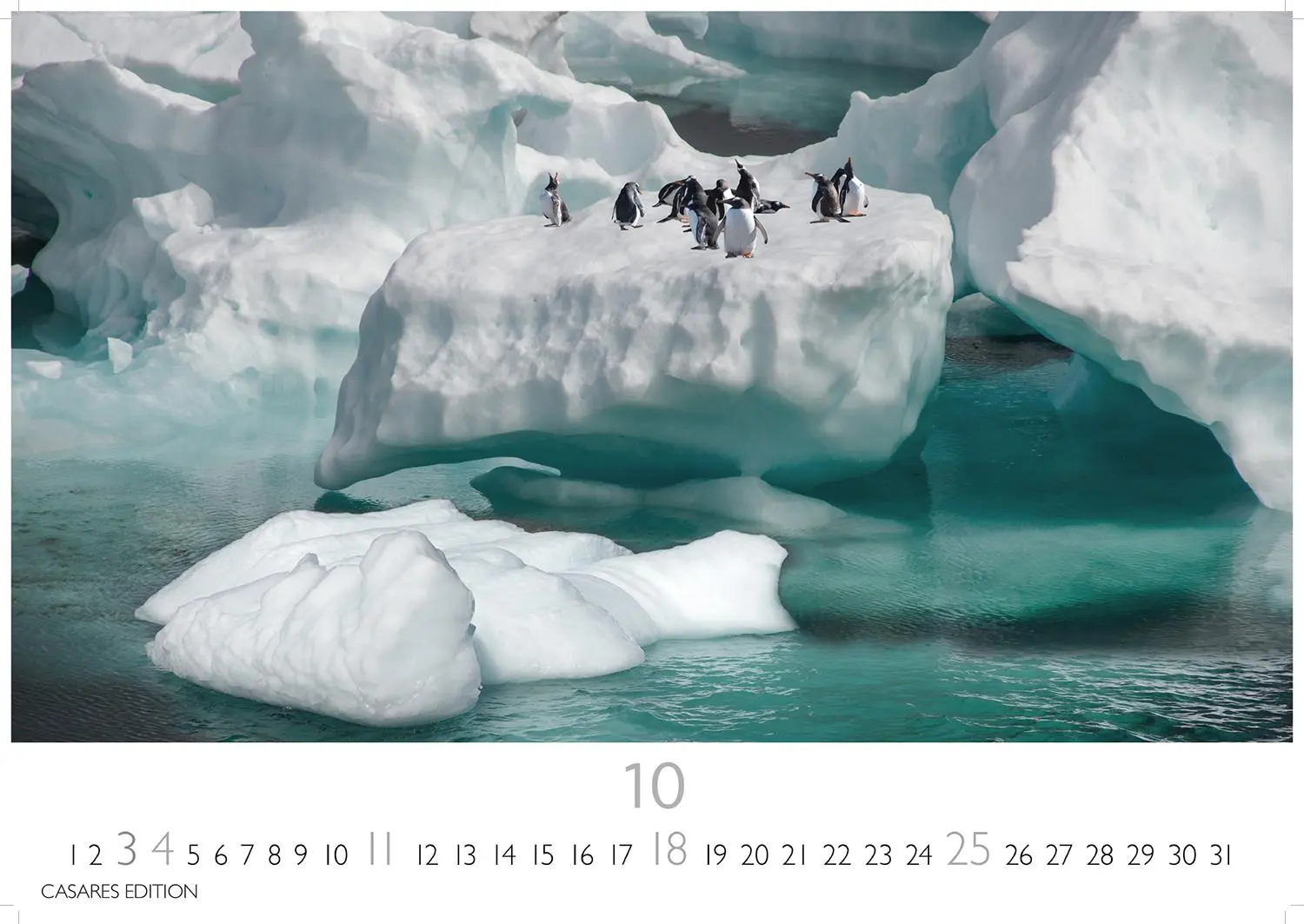 Bild: 9781835244470 | Pinguine Kalender 2026 - Wandkalender Fotokalender Tier 24x35cm ....
