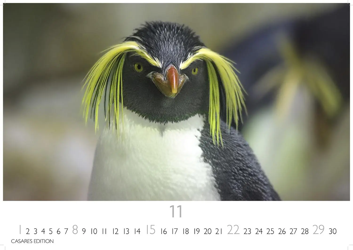 Bild: 9781835244470 | Pinguine Kalender 2026 - Wandkalender Fotokalender Tier 24x35cm ....