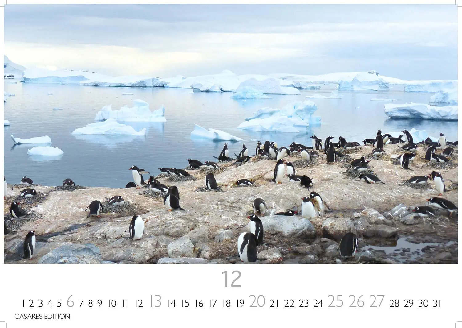 Bild: 9781835244470 | Pinguine Kalender 2026 - Wandkalender Fotokalender Tier 24x35cm ....