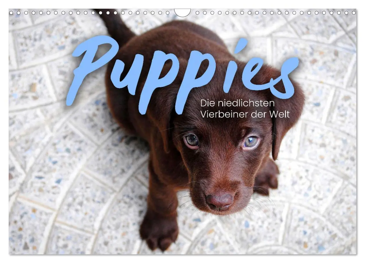 Cover: 9783457554470 | Puppies - Die niedlichsten Vierbeiner der Welt. (Wandkalender 2026...