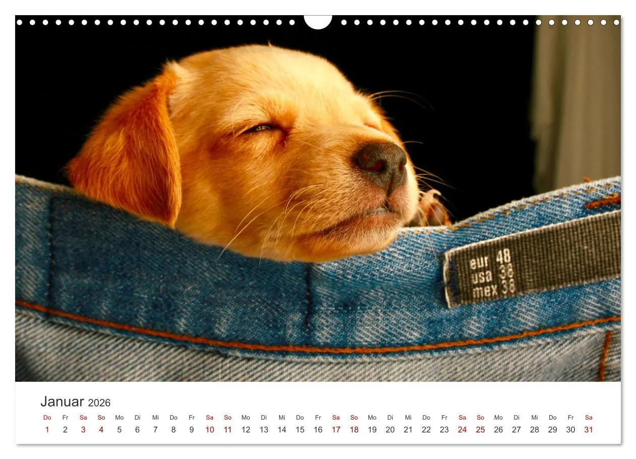 Bild: 9783457554470 | Puppies - Die niedlichsten Vierbeiner der Welt. (Wandkalender 2026...