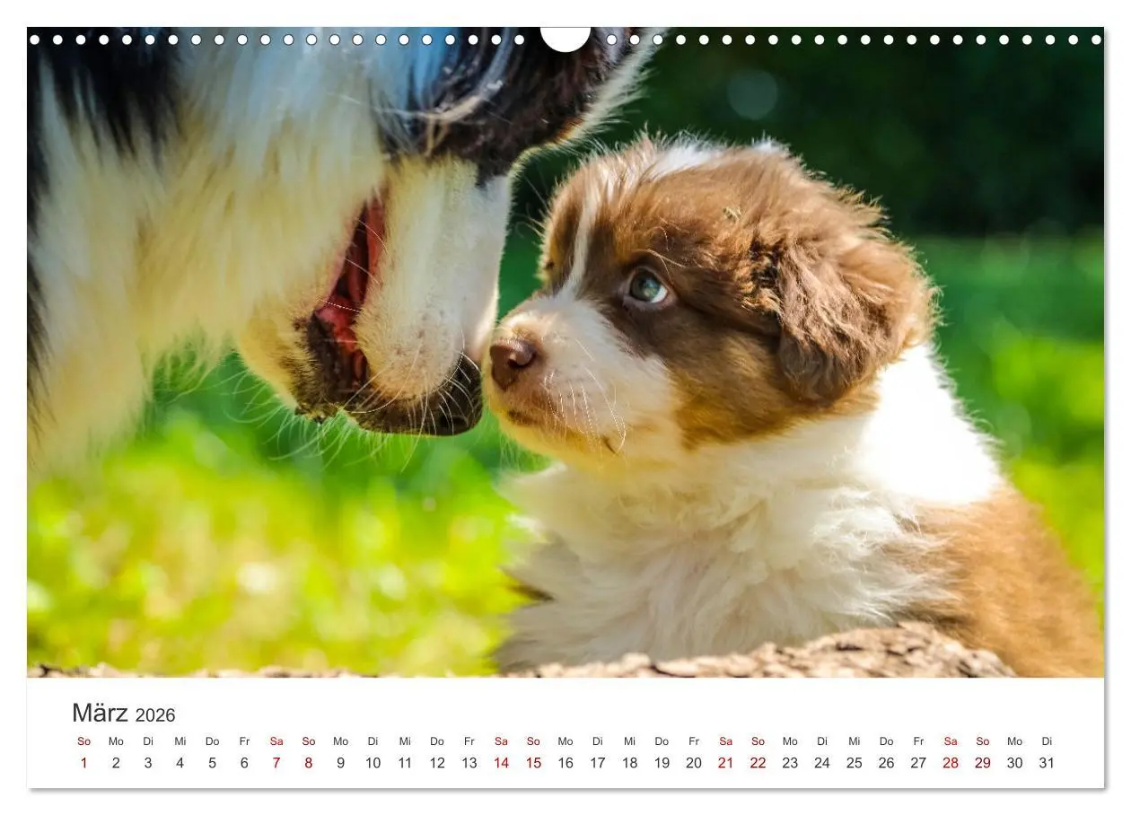 Bild: 9783457554470 | Puppies - Die niedlichsten Vierbeiner der Welt. (Wandkalender 2026...