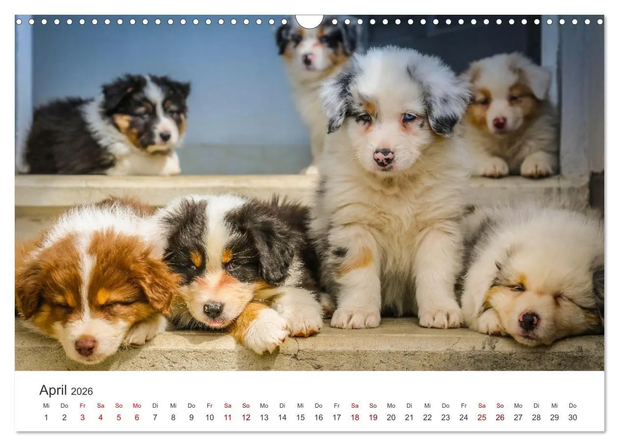 Bild: 9783457554470 | Puppies - Die niedlichsten Vierbeiner der Welt. (Wandkalender 2026...